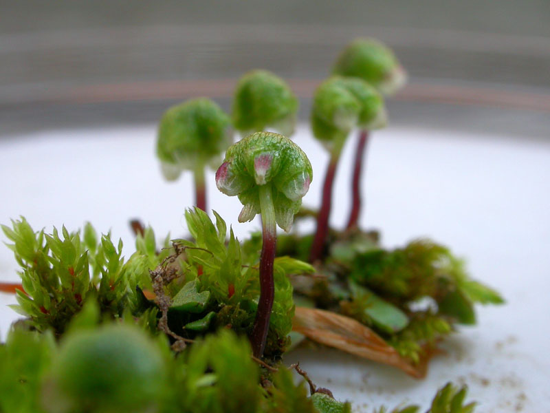 Asterella tenella